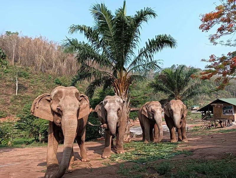 Ways to help protect elephants in Thailand by supporting Elephant Steps Changrai - Sabai Home