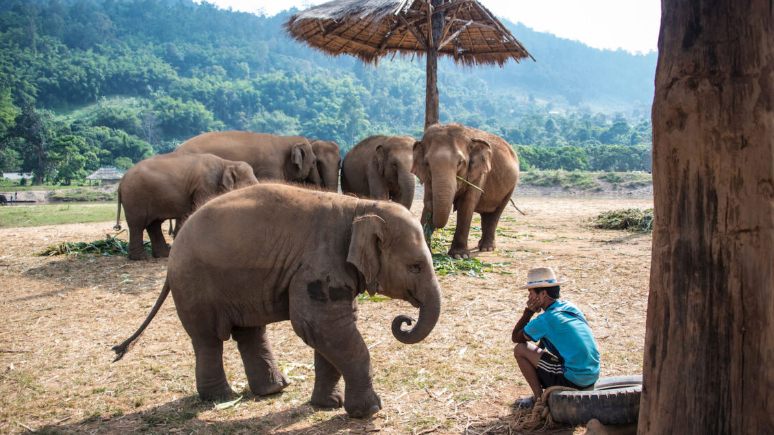 Elephants in Chiang Mai