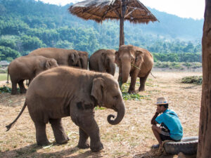 Elephants in Chiang Mai