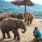 Elephants in Chiang Mai